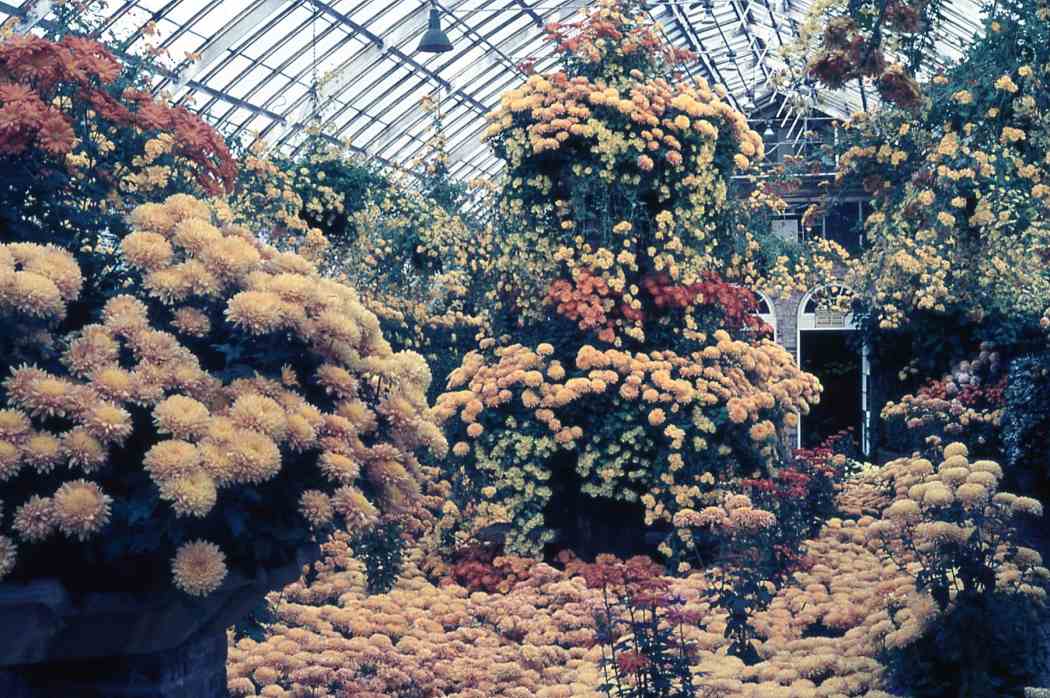 Fall Flower Show 1967