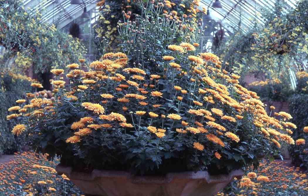 Fall Flower Show 1967