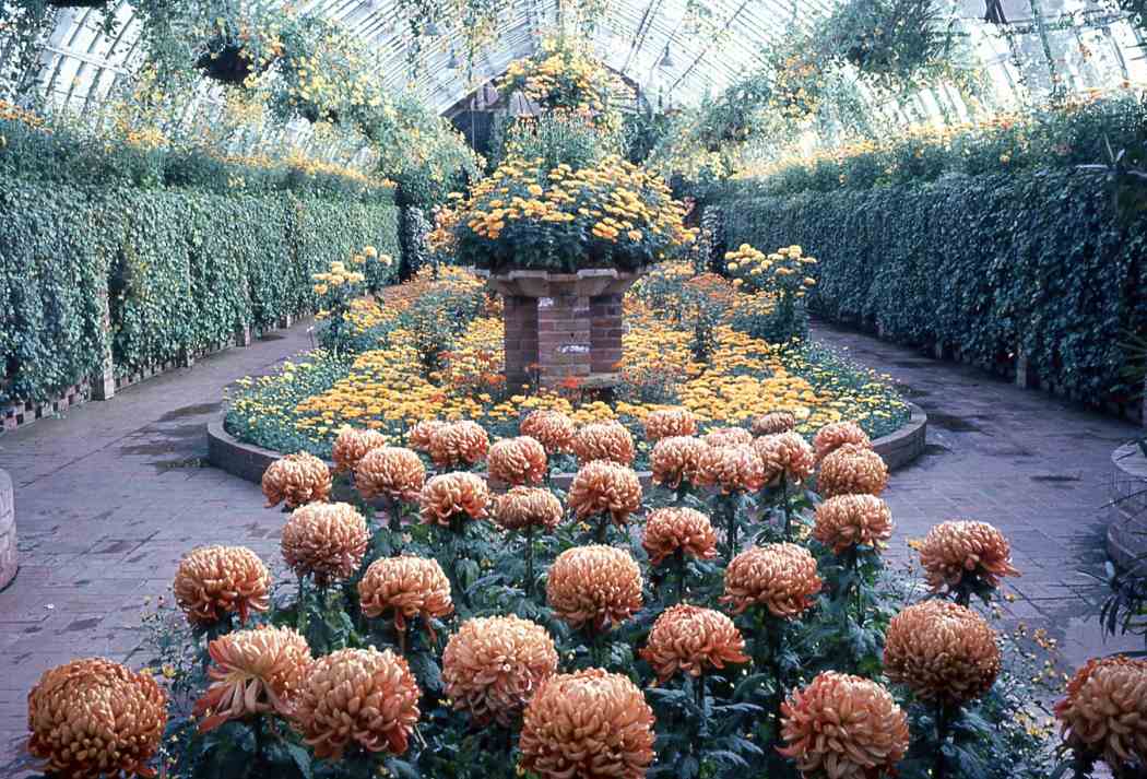 Fall Flower Show 1967