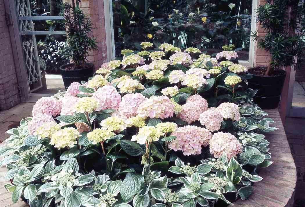 Spring Flower Show 1967