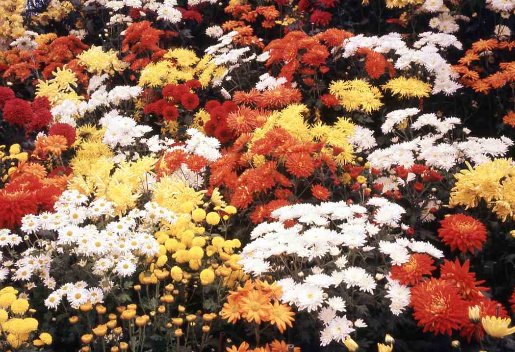 Fall Flower Show 1968