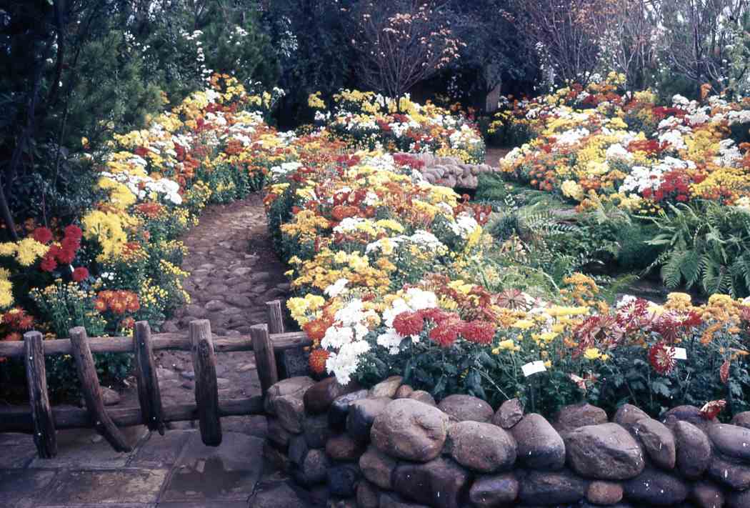 Fall Flower Show 1968