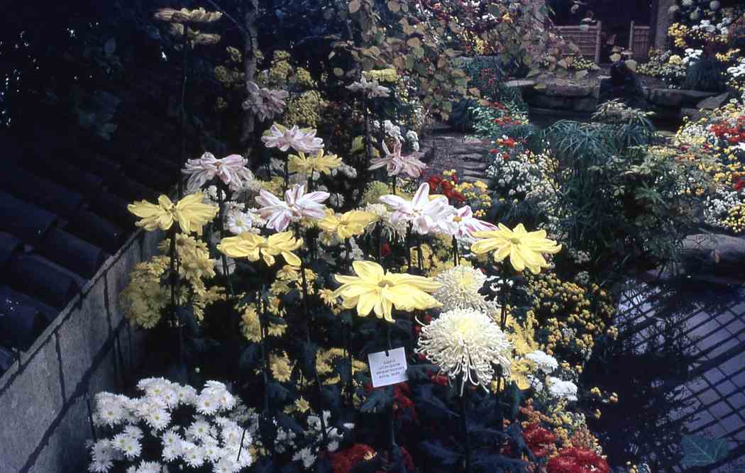 Fall Flower Show 1968