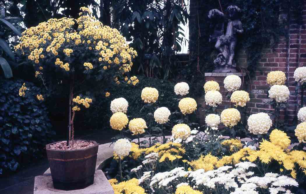 Fall Flower Show 1968