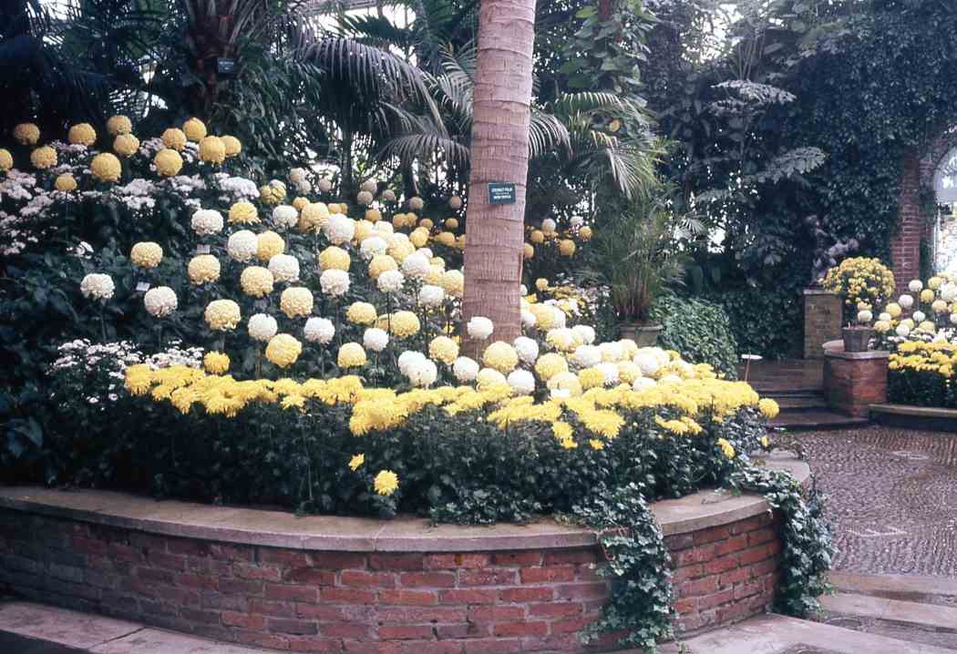 Fall Flower Show 1968