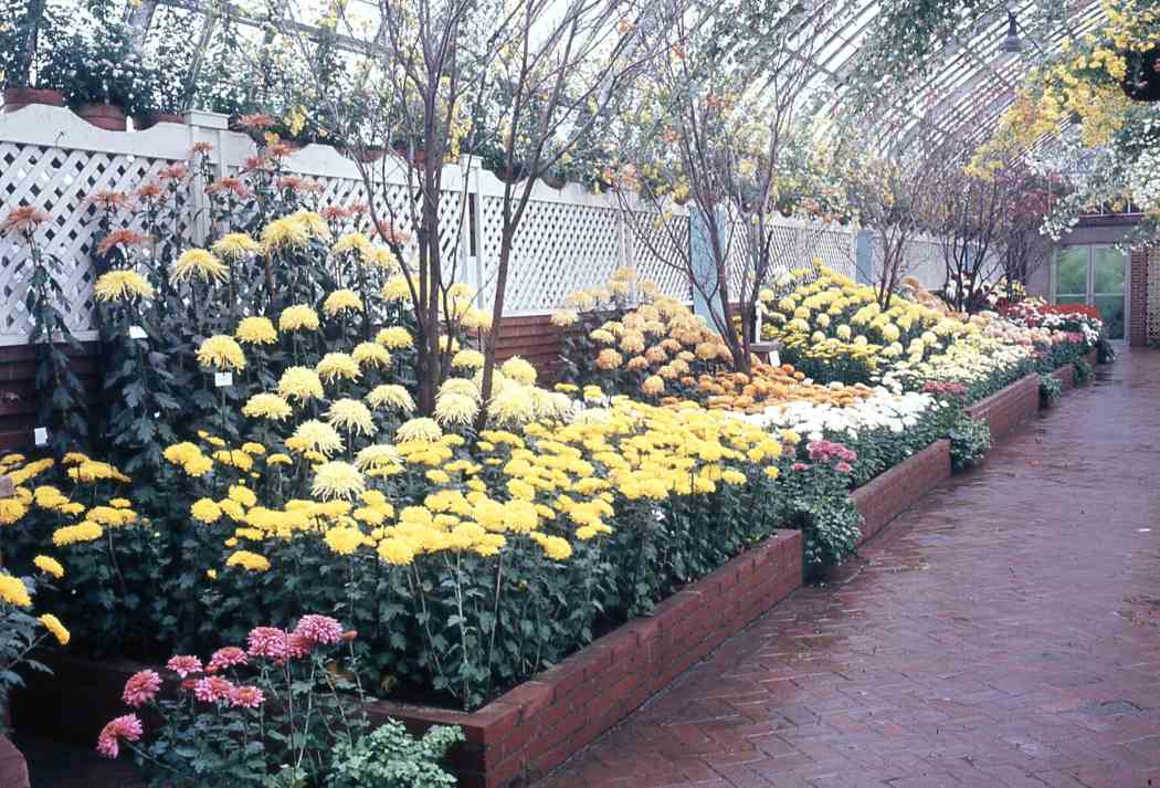 Fall Flower Show 1968