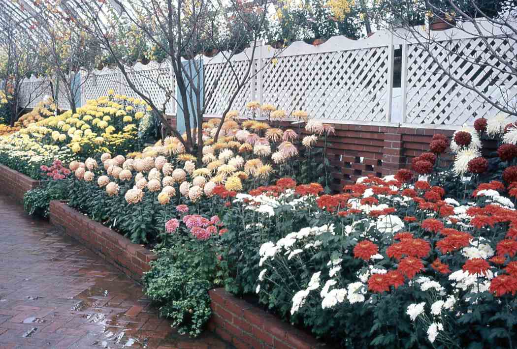 Fall Flower Show 1968