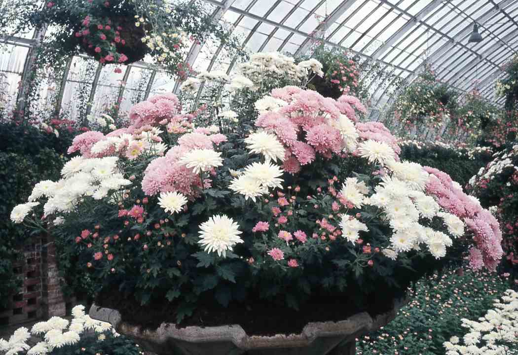 Fall Flower Show 1968