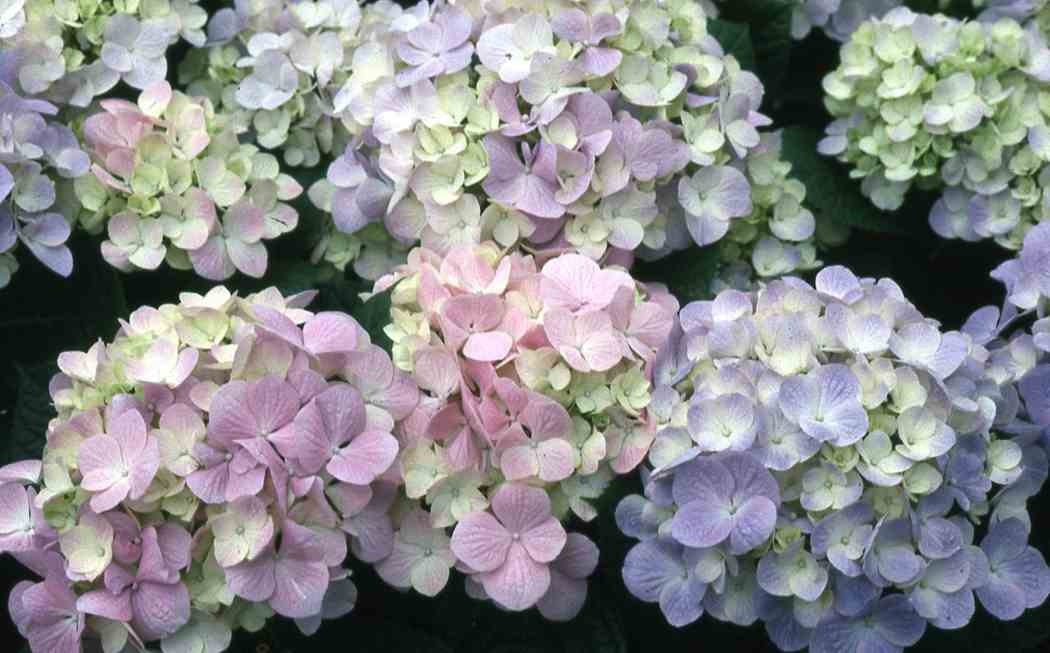 Spring Flower Show 1968