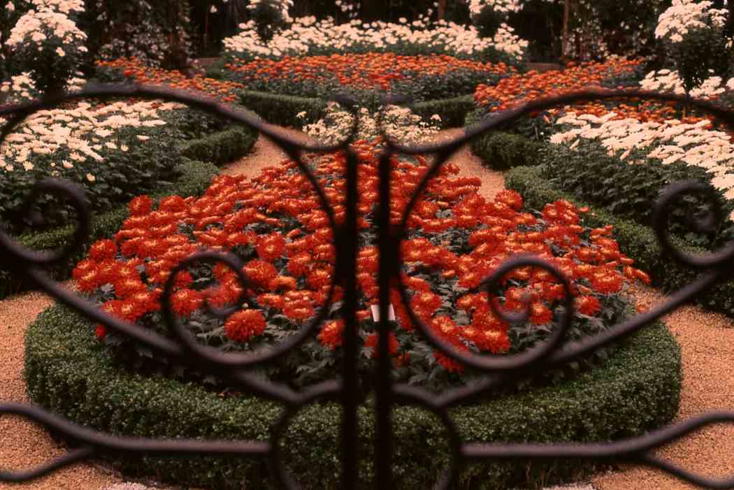 Fall Flower Show 1969