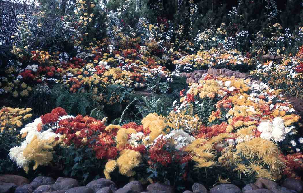 Fall Flower Show 1969