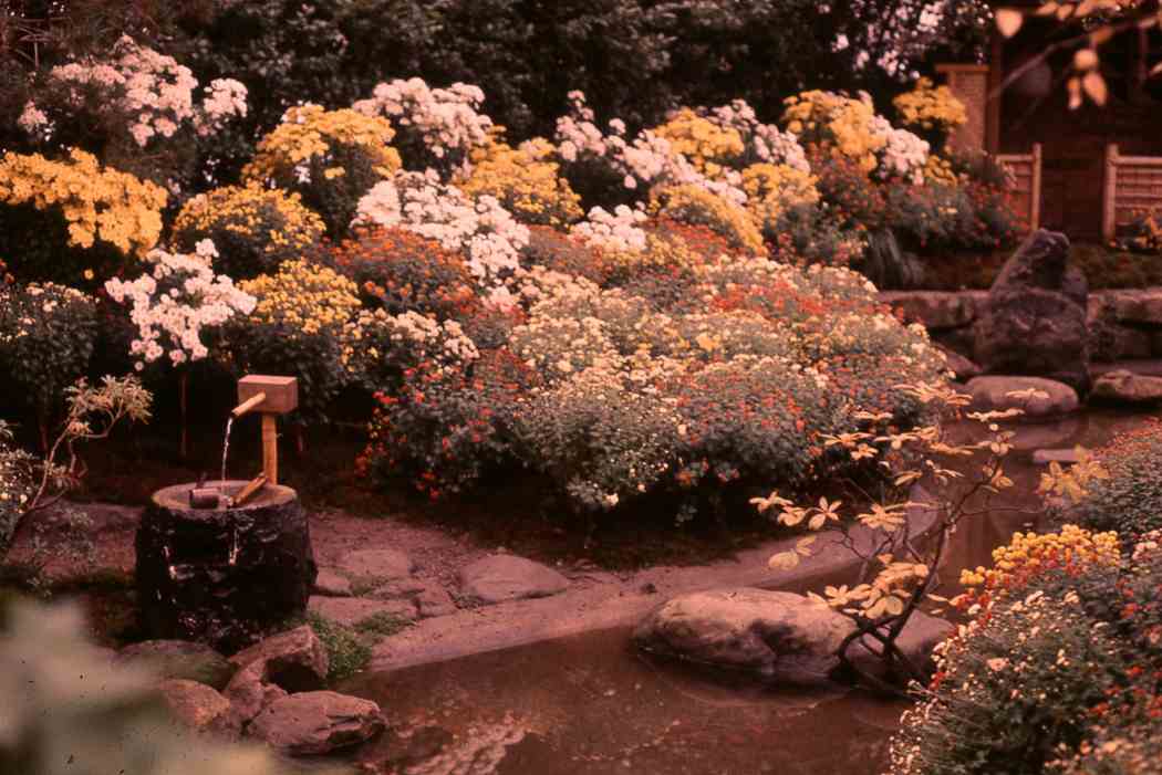 Fall Flower Show 1969