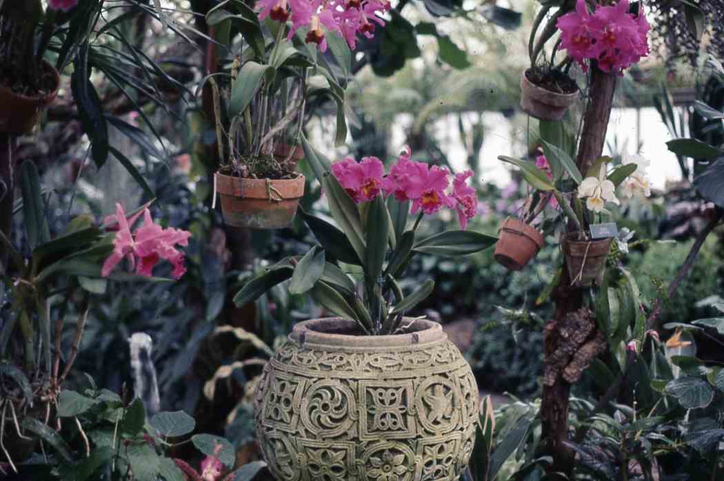 Fall Flower Show 1969