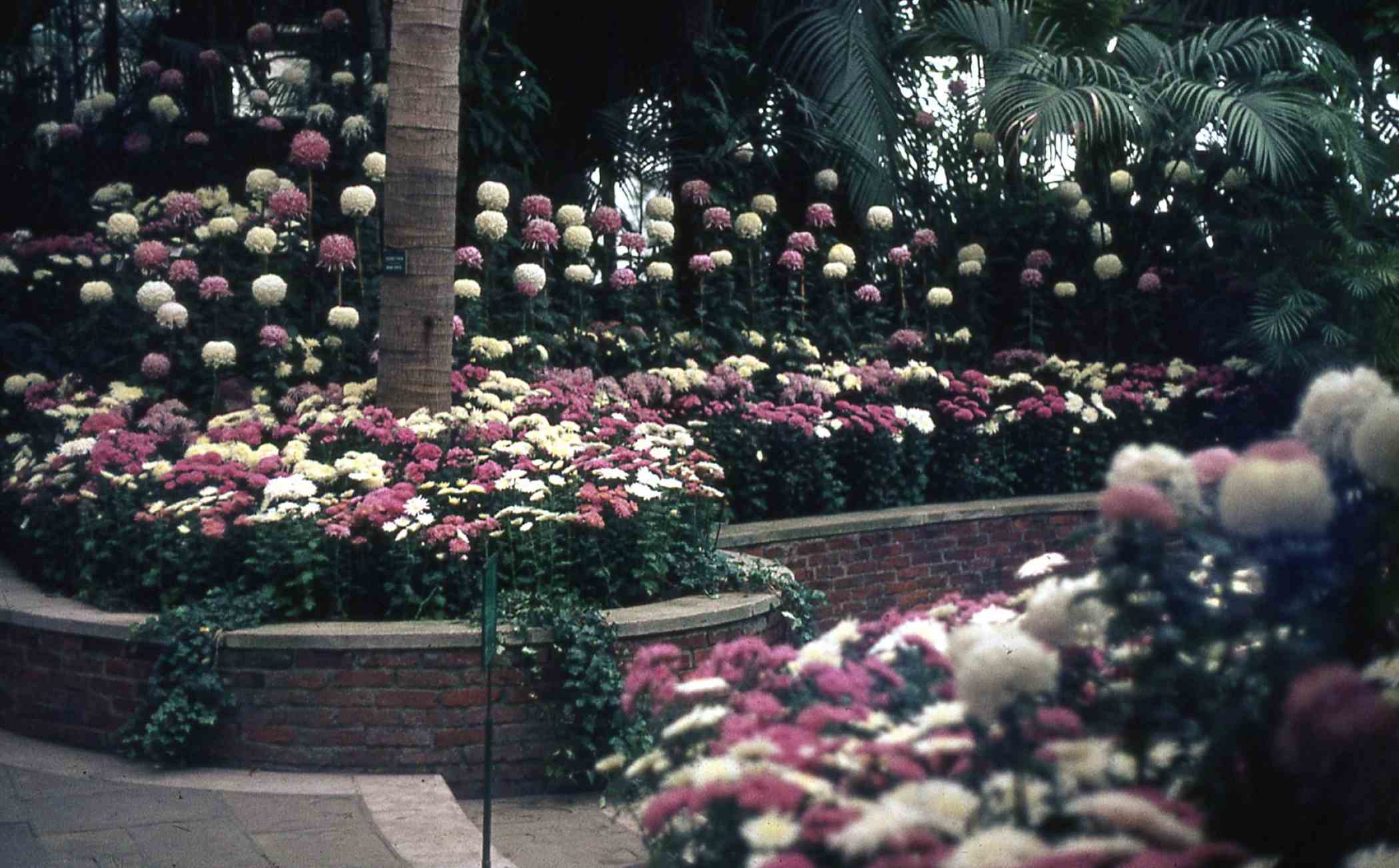 Fall Flower Show 1969 | Phipps Conservatory and Botanical Gardens