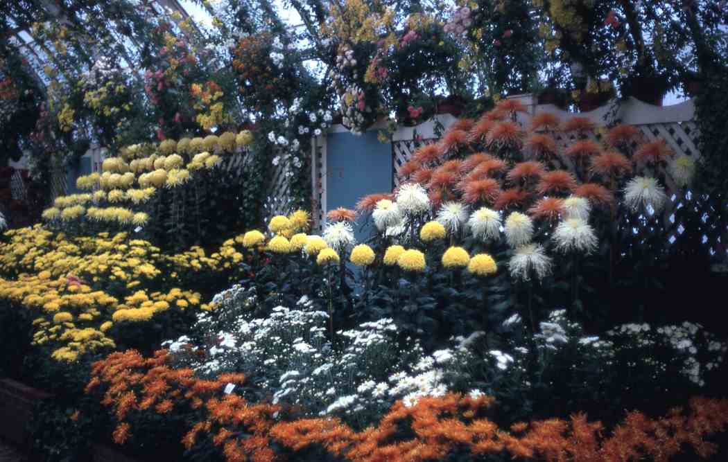 Fall Flower Show 1969