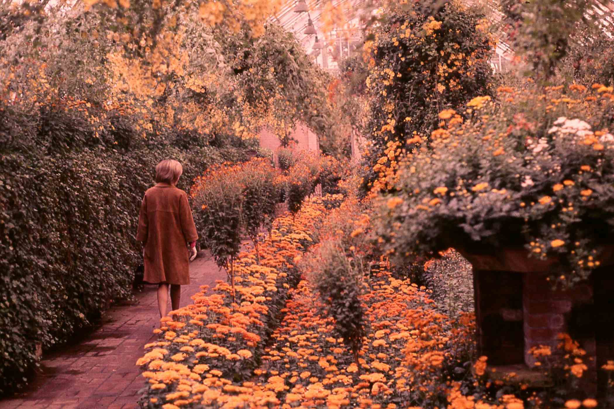 Fall Flower Show 1969 | Phipps Conservatory and Botanical Gardens