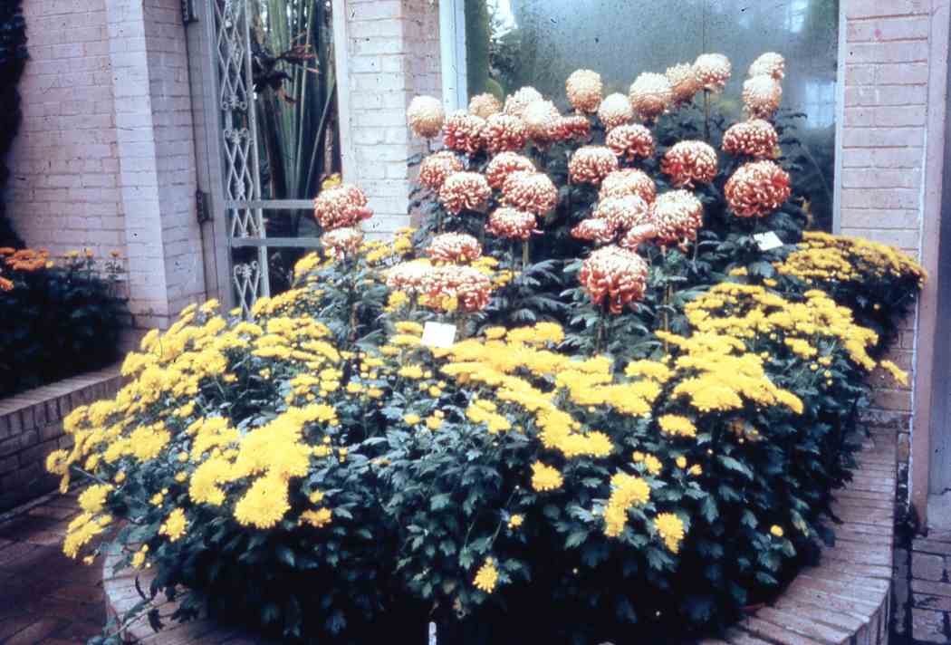 Fall Flower Show 1969