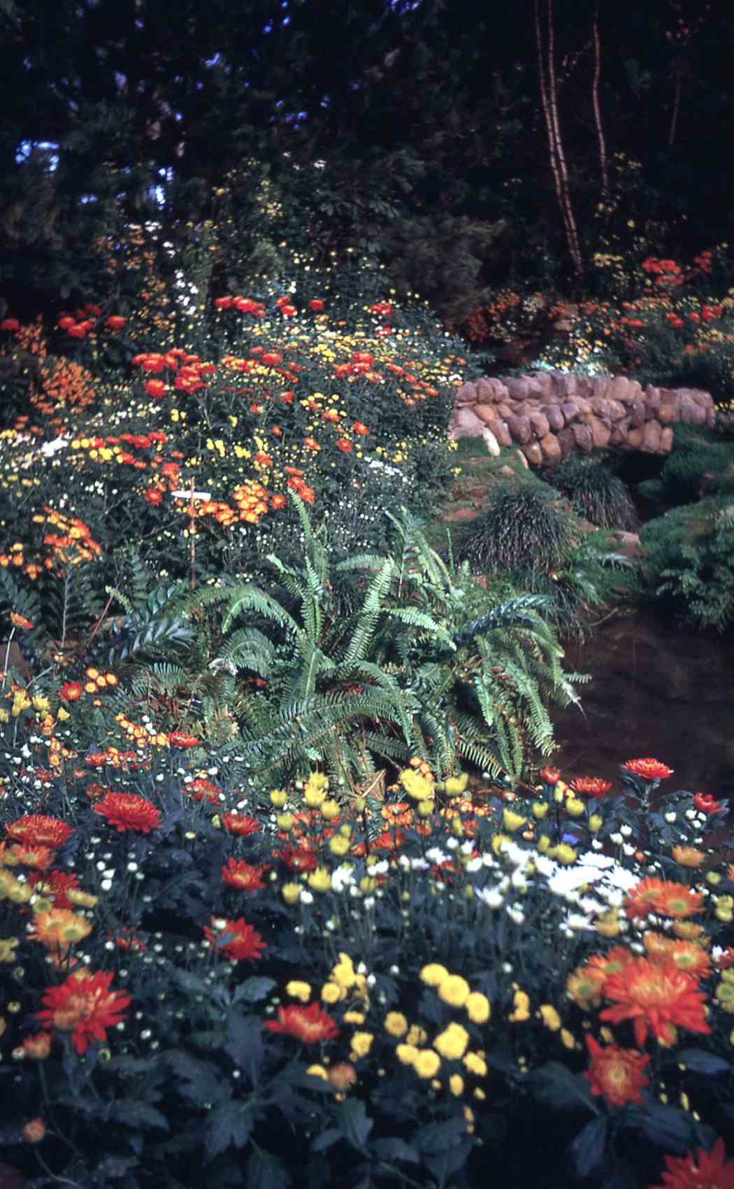 Fall Flower Show 1970 Phipps Conservatory and Botanical