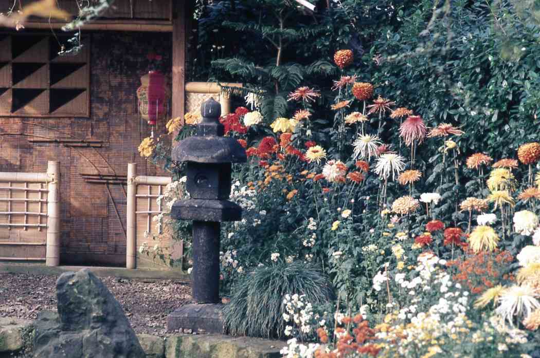 Fall Flower Show 1970