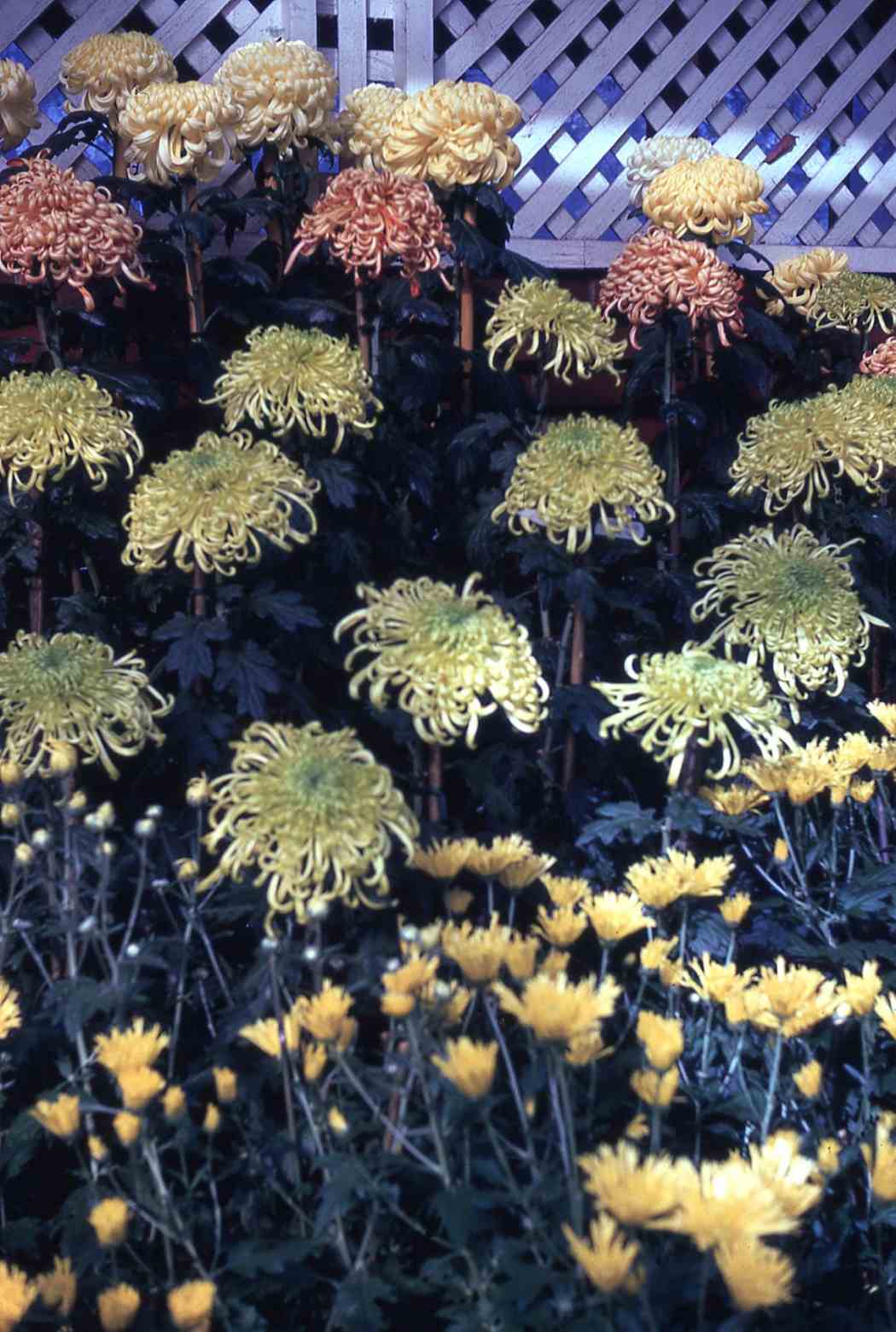 Fall Flower Show 1970