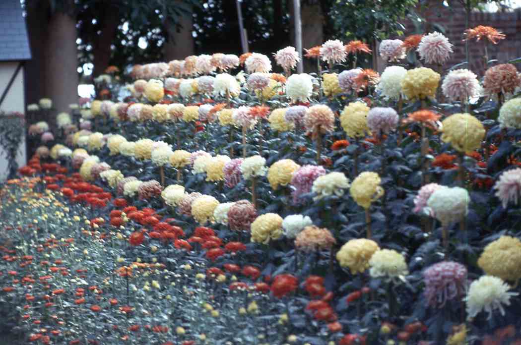 Fall Flower Show 1970