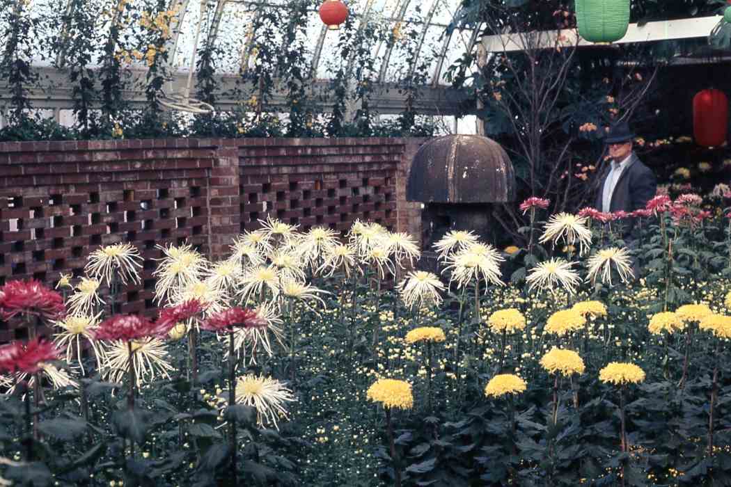 Fall Flower Show 1970