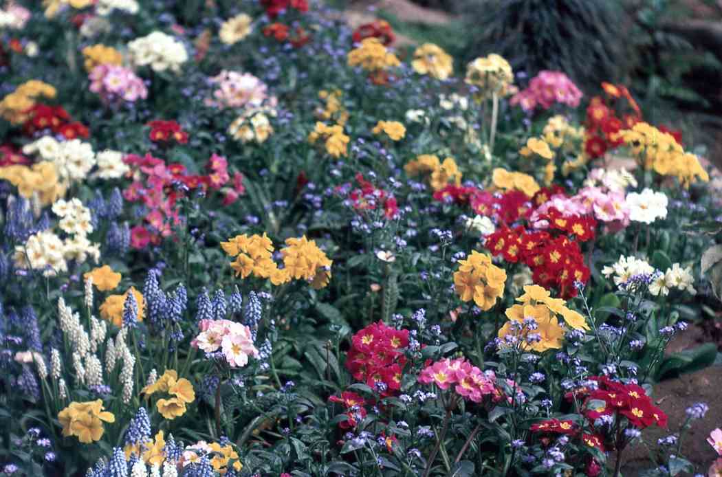 Spring Flower Show 1970 | Phipps Conservatory and Botanical Gardens