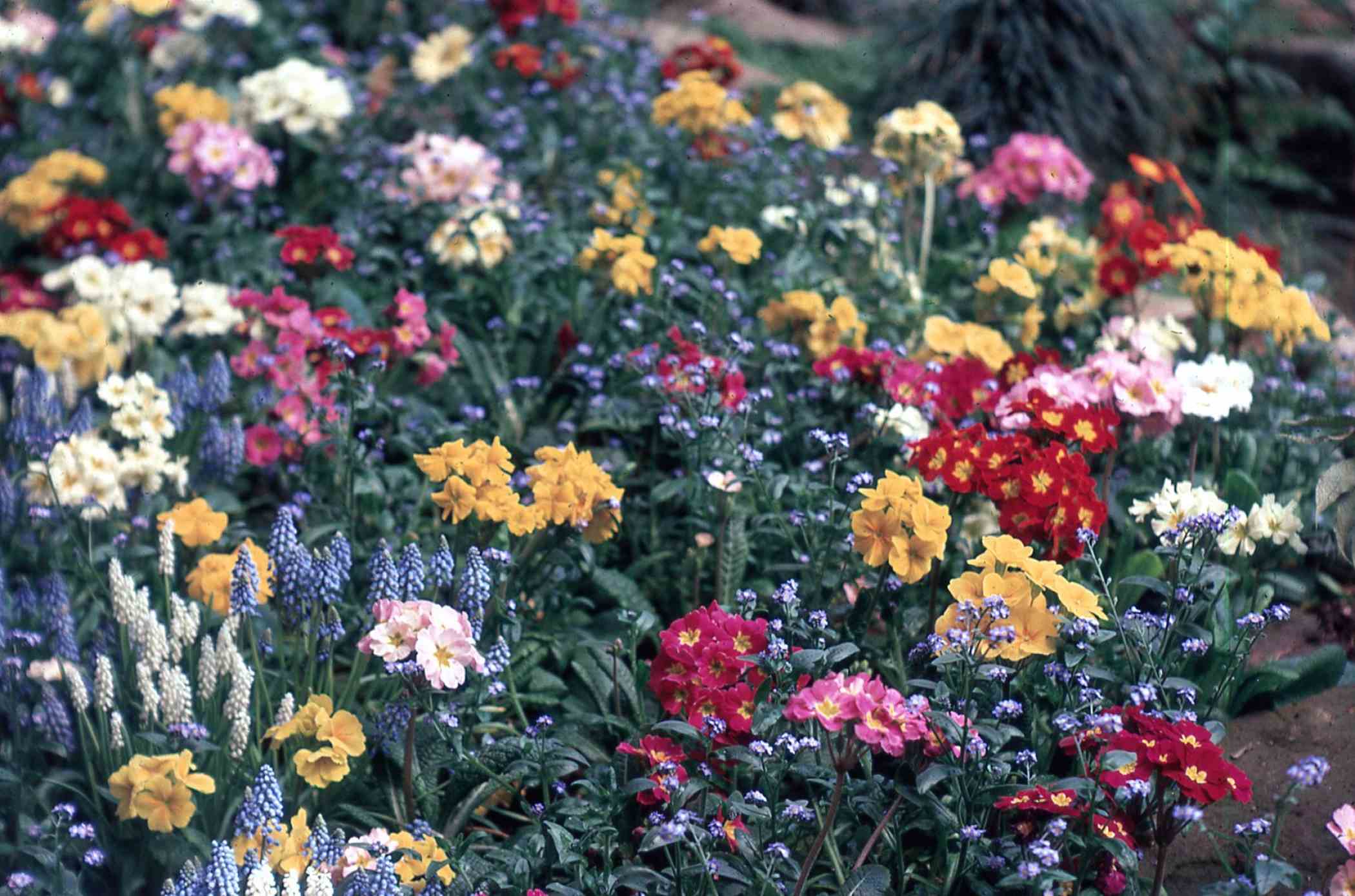 Spring Flower Show 1970 Phipps Conservatory and Botanical Gardens