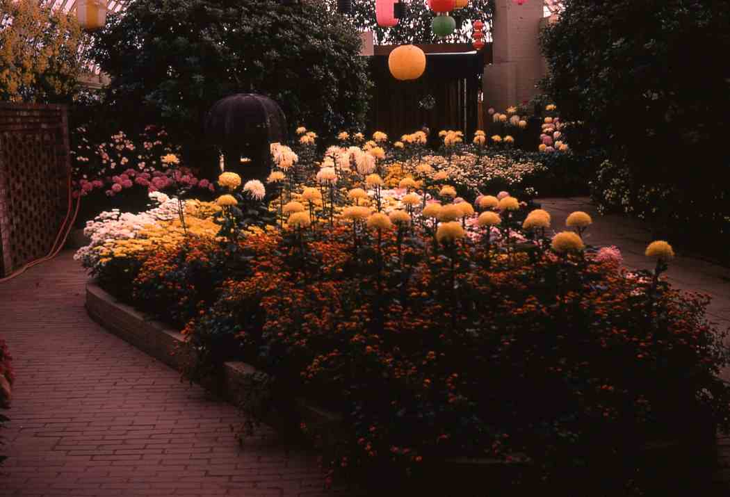 Fall Flower Show 1971