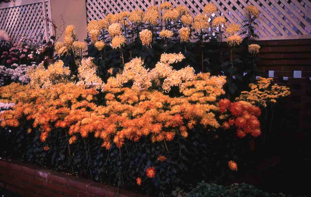 Fall Flower Show 1971