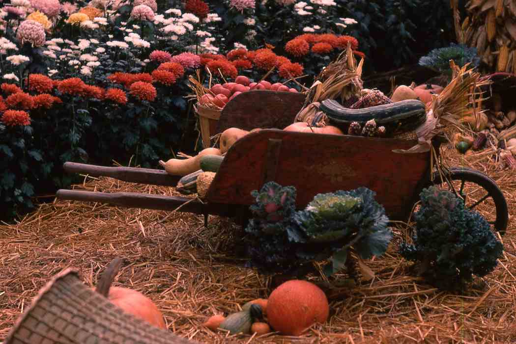 Fall Flower Show 1971