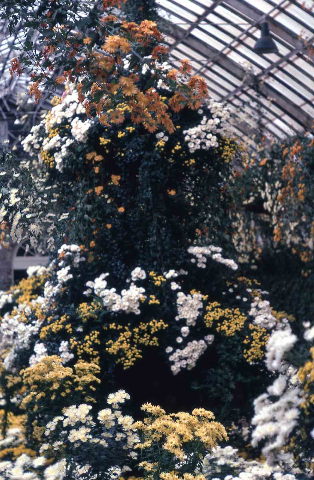 Fall Flower Show 1971