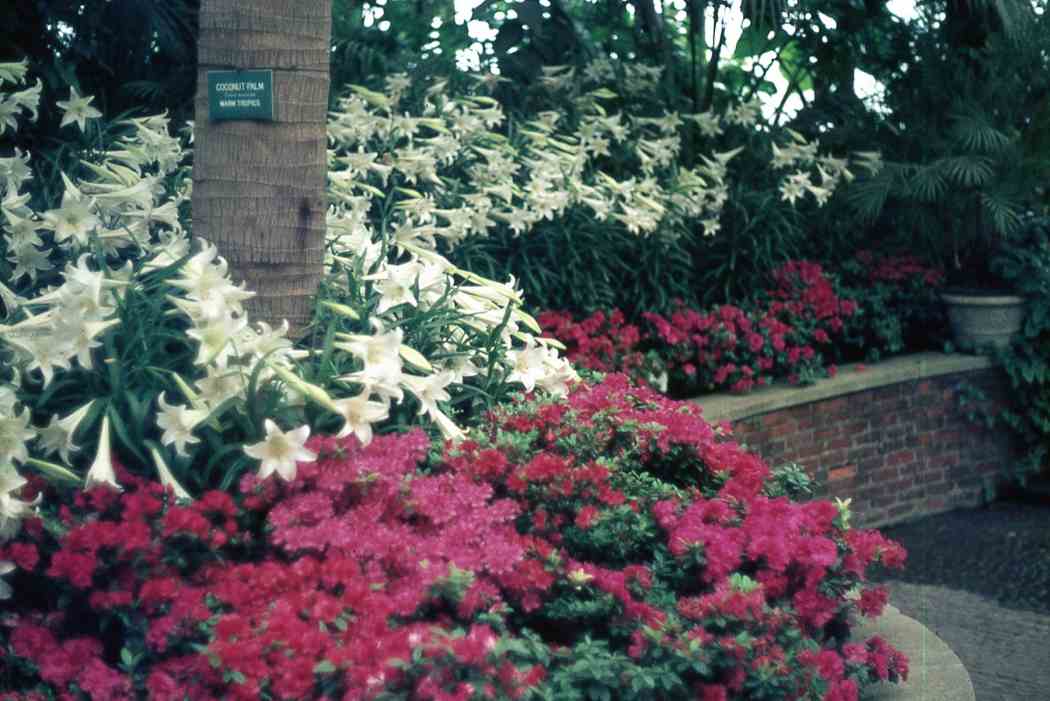 Spring Flower Show 1971