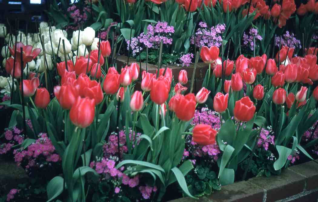 Spring Flower Show 1971