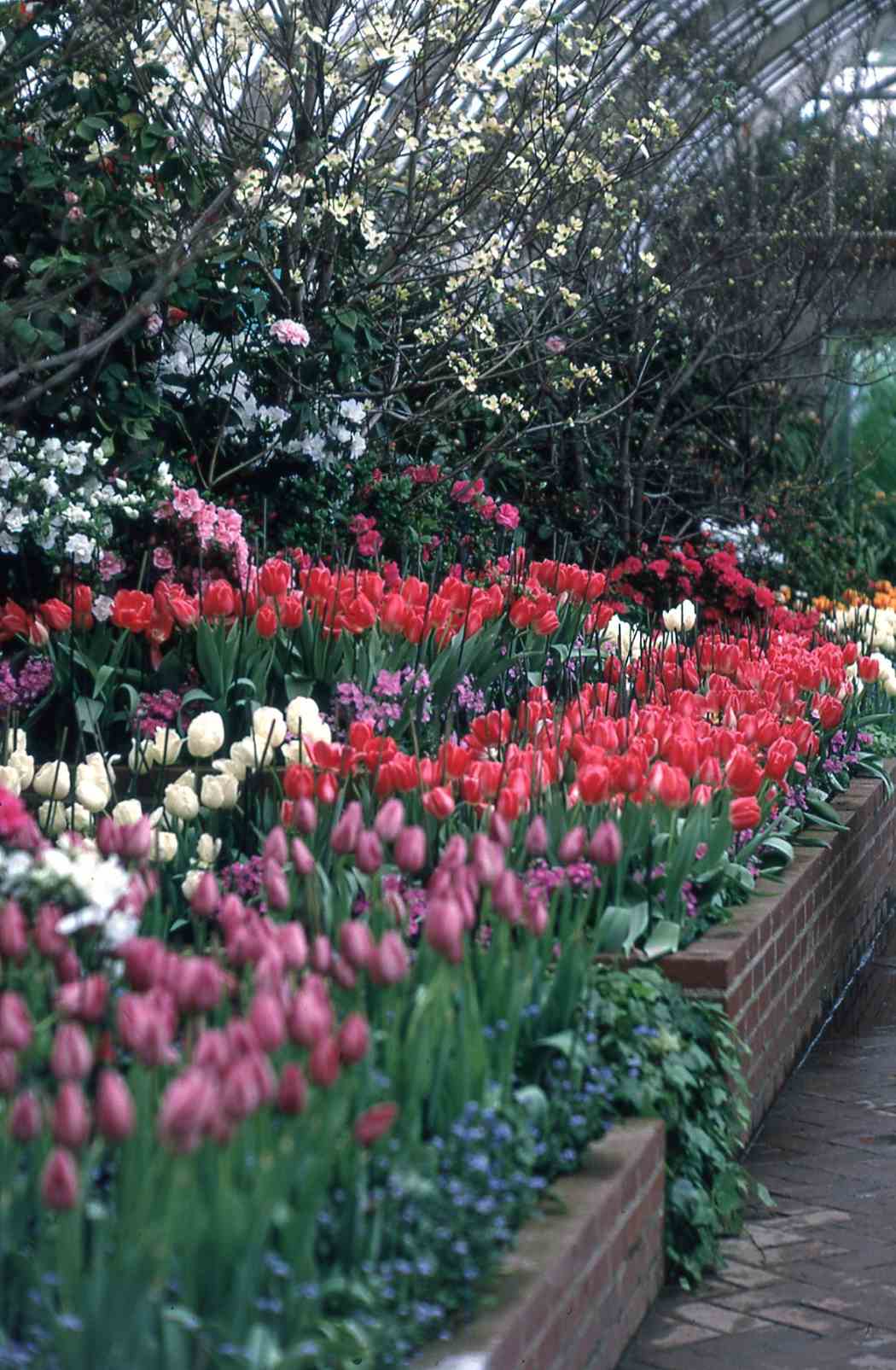 Spring Flower Show 1971