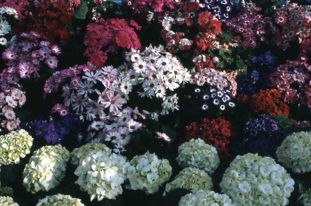 Spring Flower Show 1980: Spring in the South