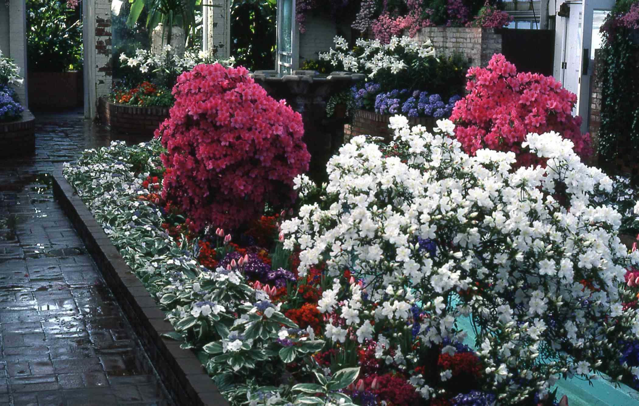 Spring Flower Show 1983: A Victorian Spring | Phipps Conservatory