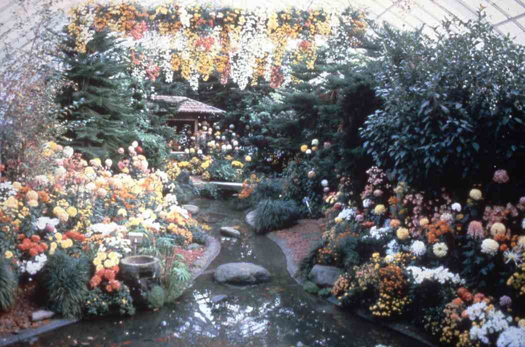 Fall Flower Show 1986: China — Origin of the Chrysanthemum