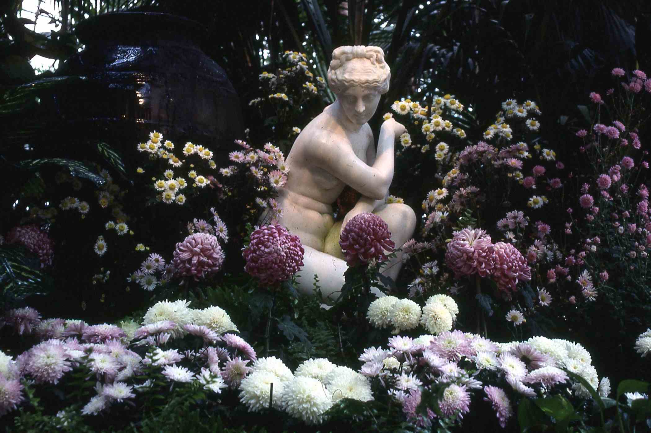 Fall Flower Show 1986: China — Origin of the Chrysanthemum