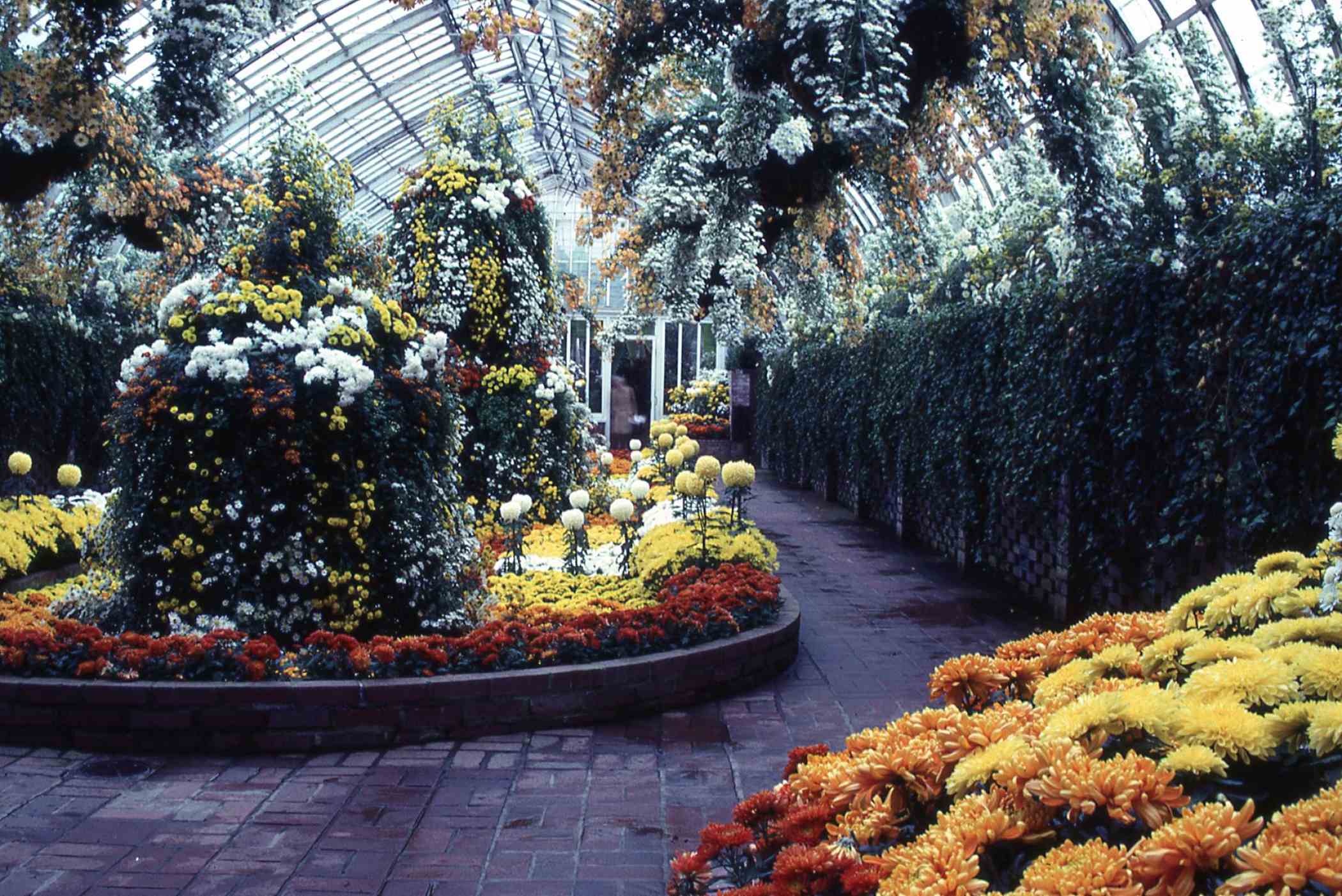 Fall Flower Show 1986: China — Origin of the Chrysanthemum
