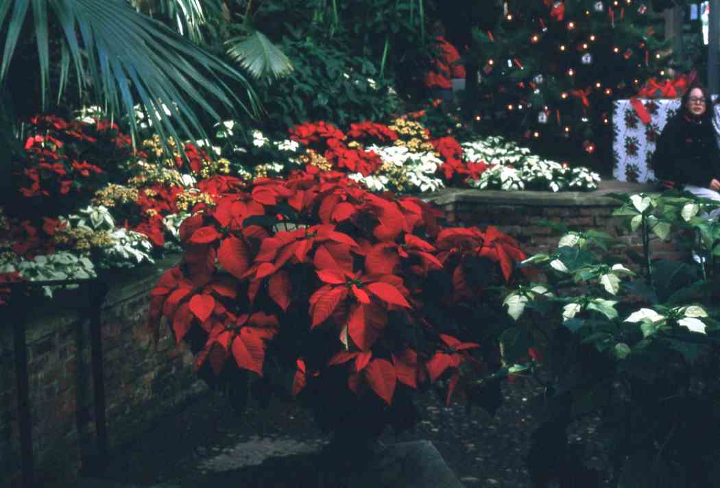 Winter Flower Show 1991: Spirits of Giving