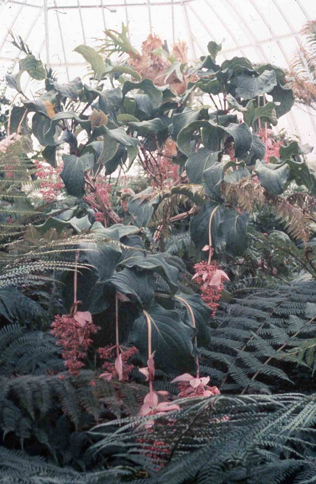 Spring Flower Show 1992: Plantasia