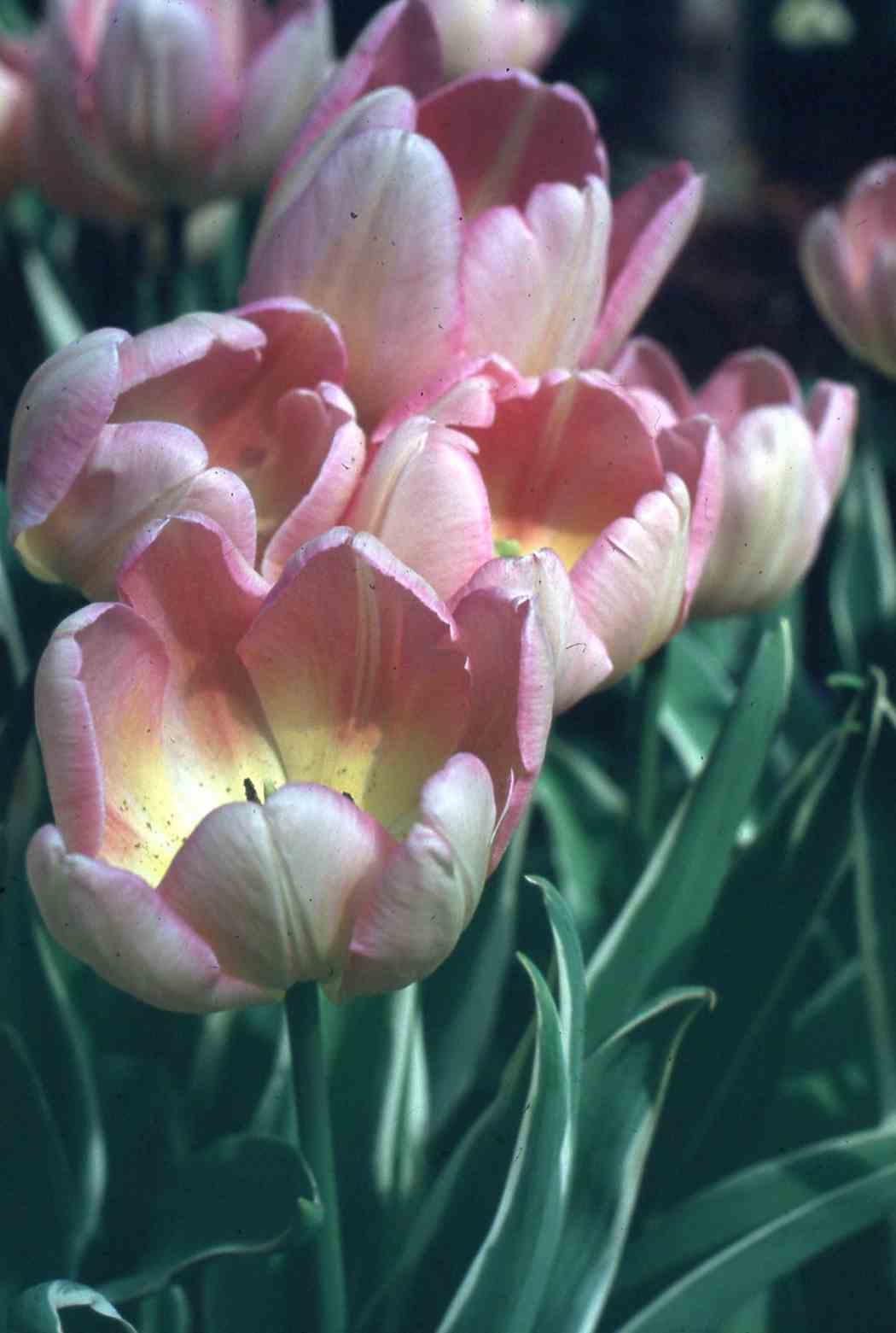 Spring Flower Show 1992: Plantasia