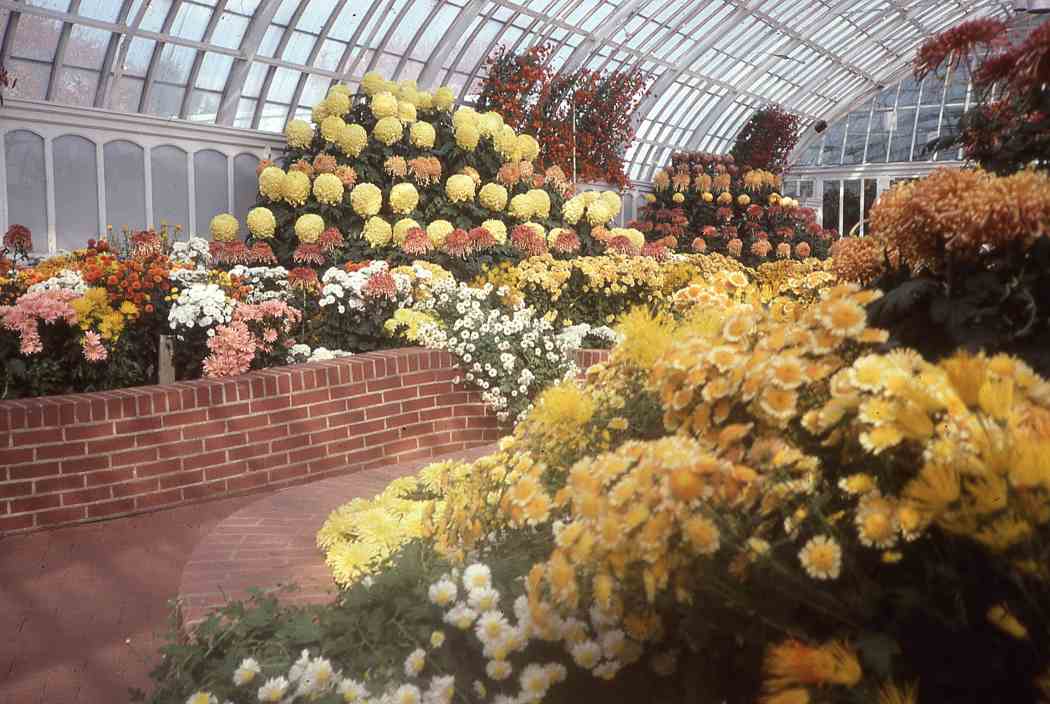Fall Flower Show 1999: A Walk Down Memory Lane