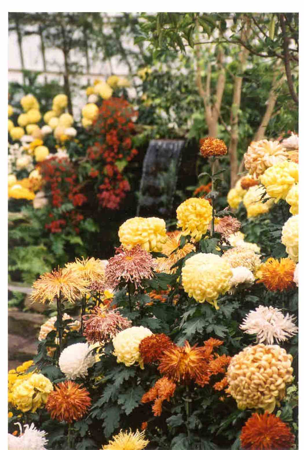 Fall Flower Show 2002: Japanese Chrysanthemum Festival