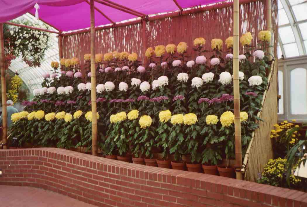 Fall Flower Show 2002: Japanese Chrysanthemum Festival