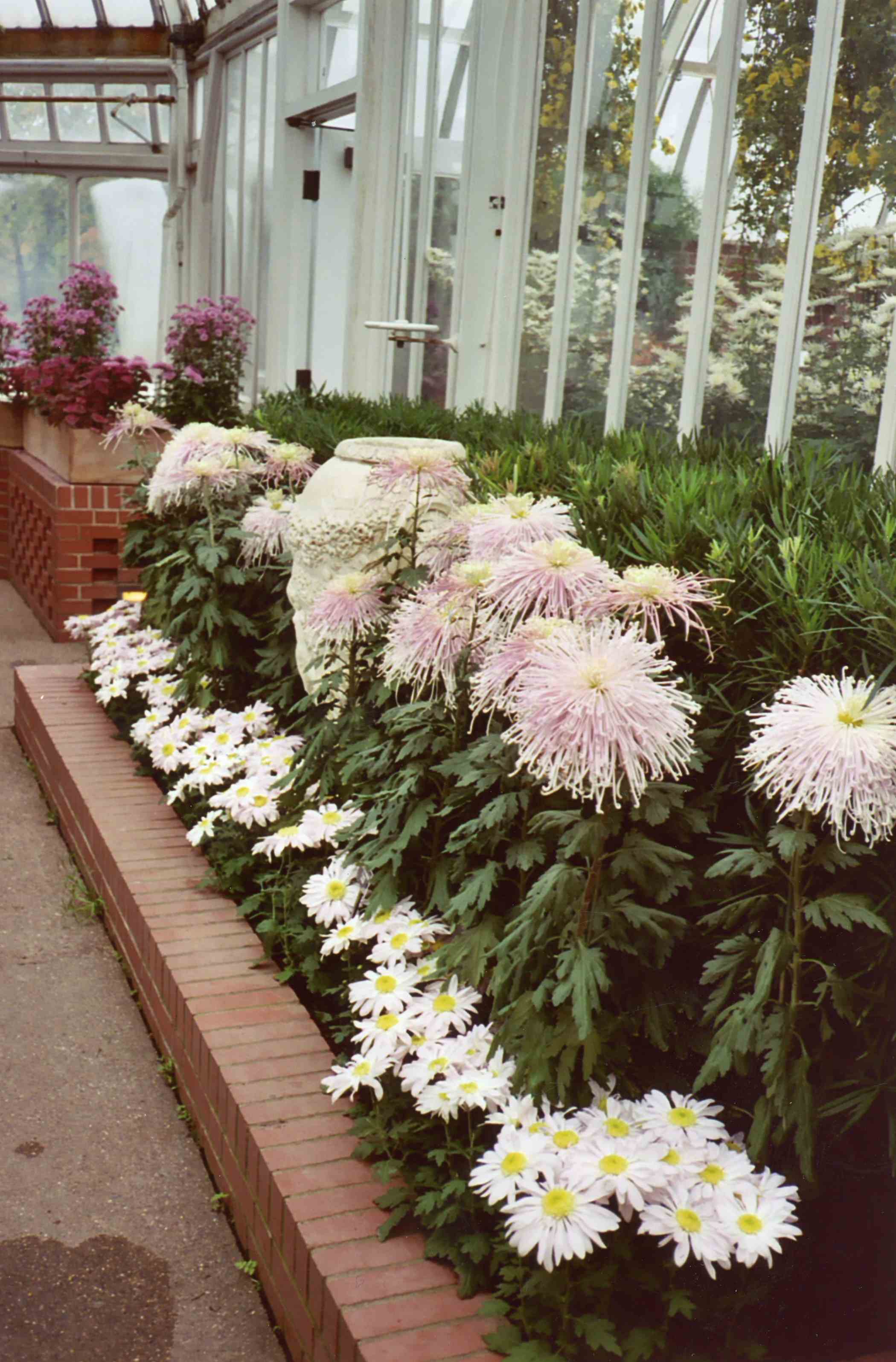 Fall Flower Show 2002: Japanese Chrysanthemum Festival | Phipps