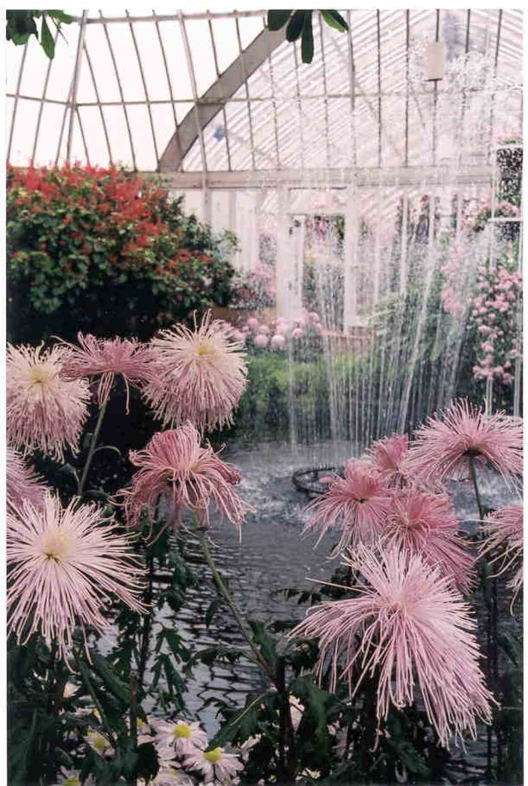 Fall Flower Show 2002: Japanese Chrysanthemum Festival