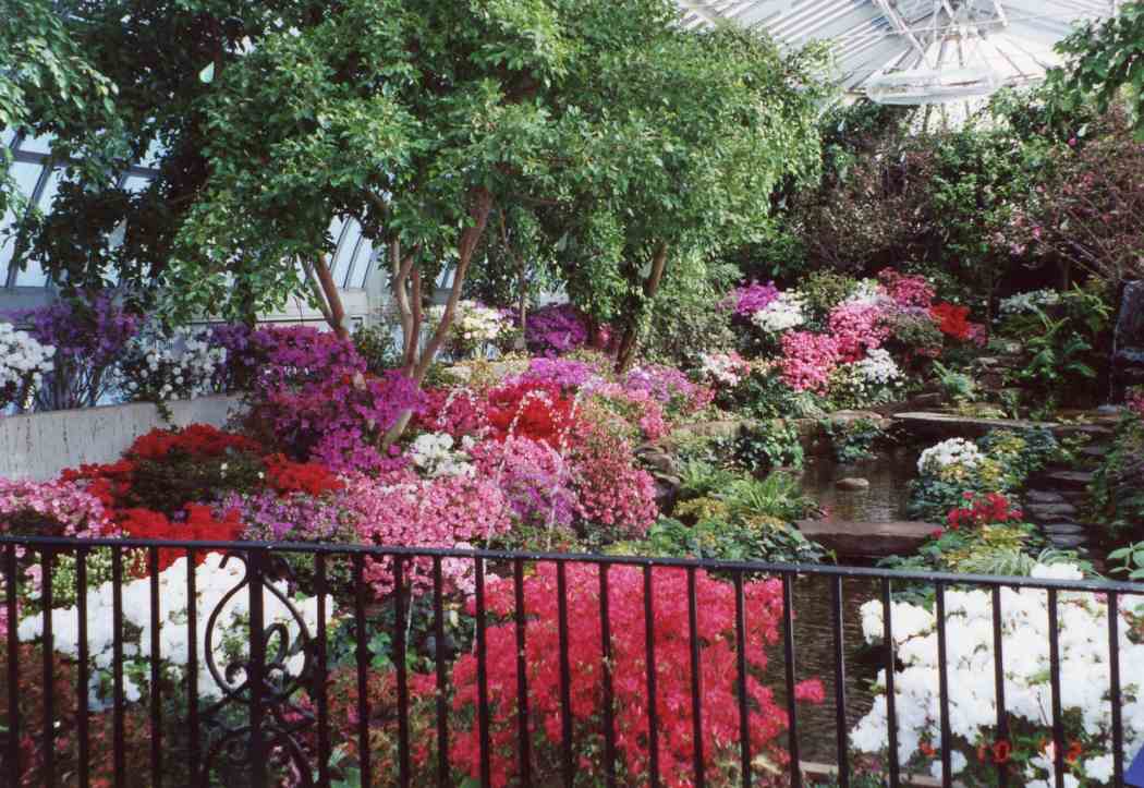 Spring Flower Show 2002: The Colors of Sunlight