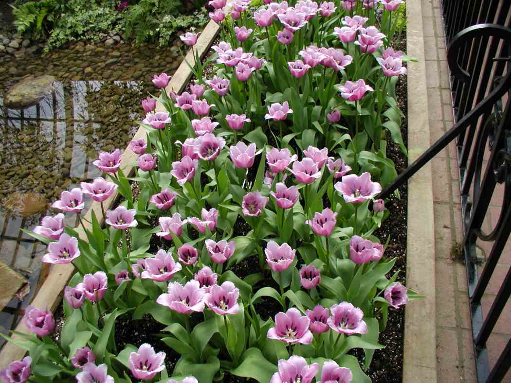 Spring Flower Show 2004: Splashes of Spring